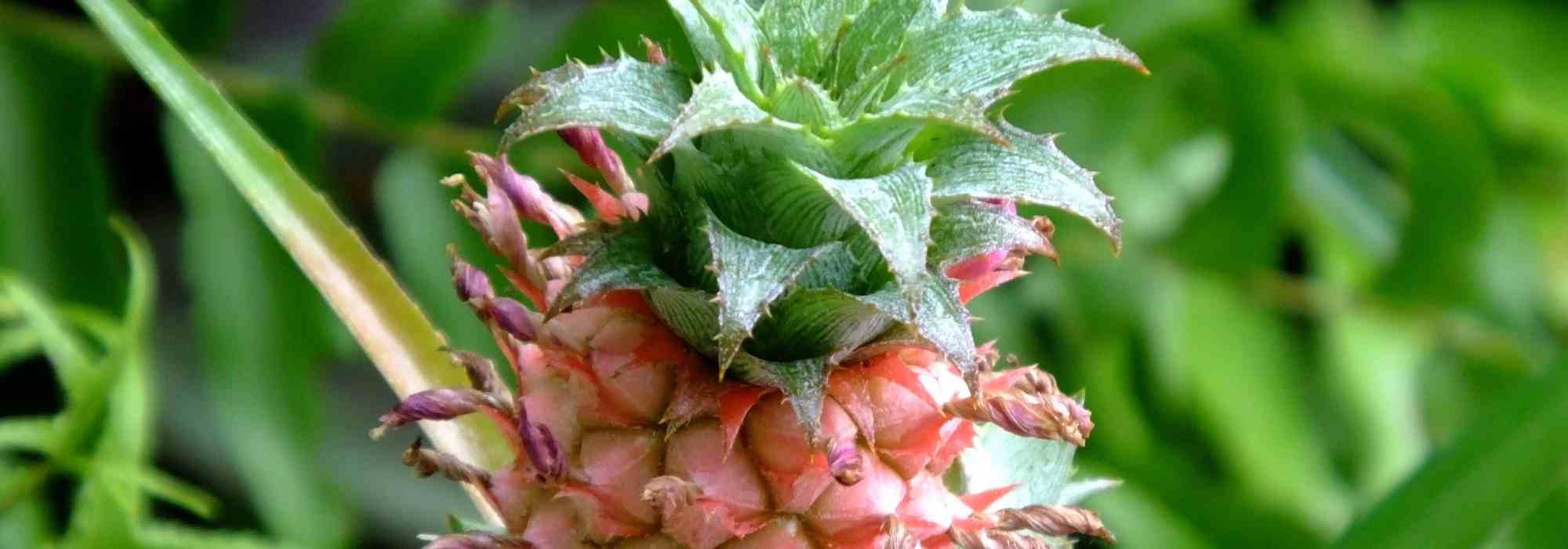 Indoor plant care: Pineapple through the seasons