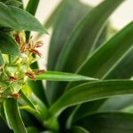 Pineapple diseases and parasites: how to identify and treat them?