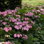 Borders, slopes, edges: which ground-cover bushes for partial shade?