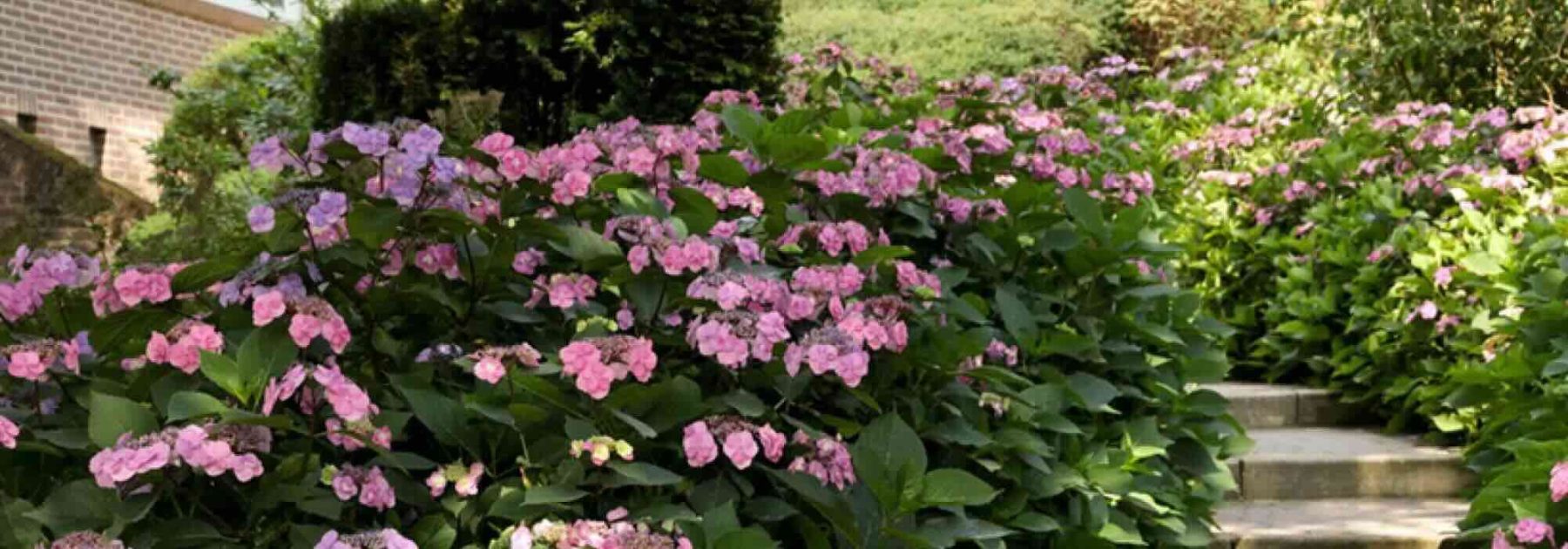 Borders, slopes, edges: which ground-cover bushes for partial shade?