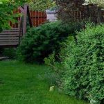 Best groundcover shrubs for dense shade