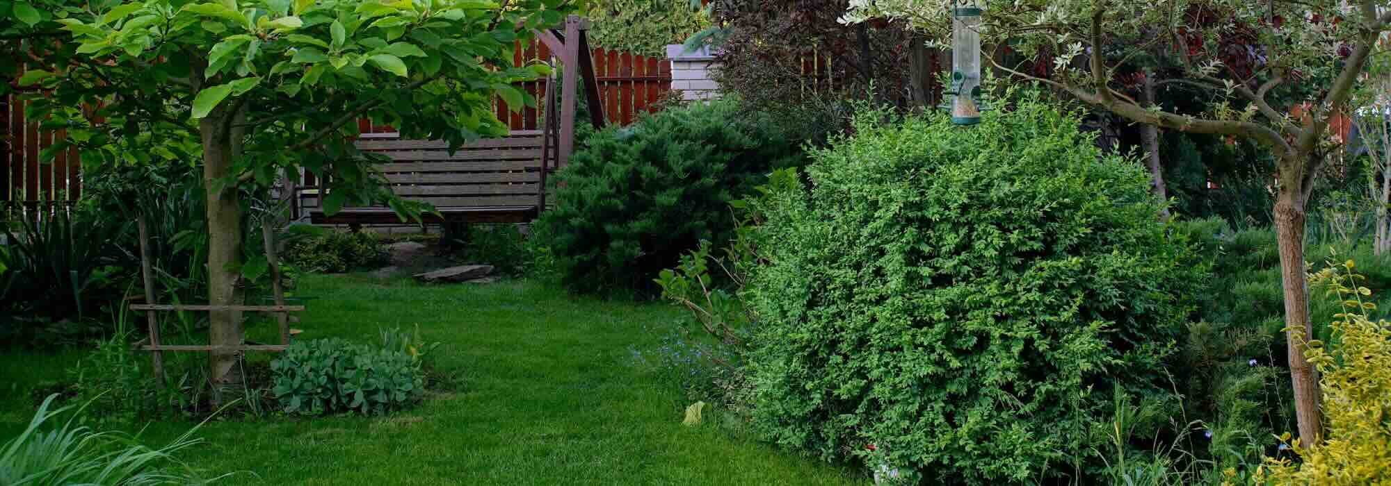 Best groundcover shrubs for dense shade