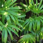 Exotic bushes with lush foliage: for a garden that transports you!