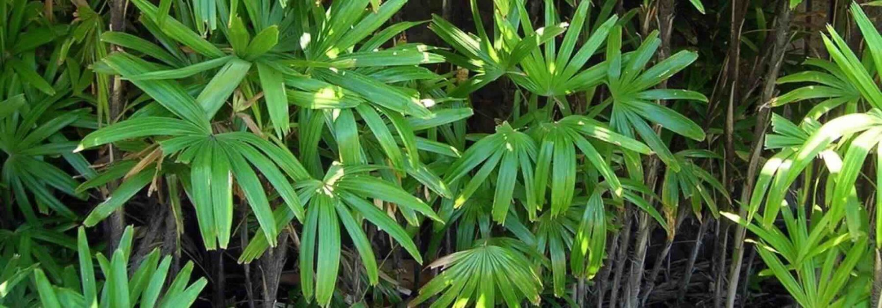 Exotic bushes with lush foliage: for a garden that transports you!