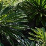 Exotic bushes with striking foliage: structure your garden with style