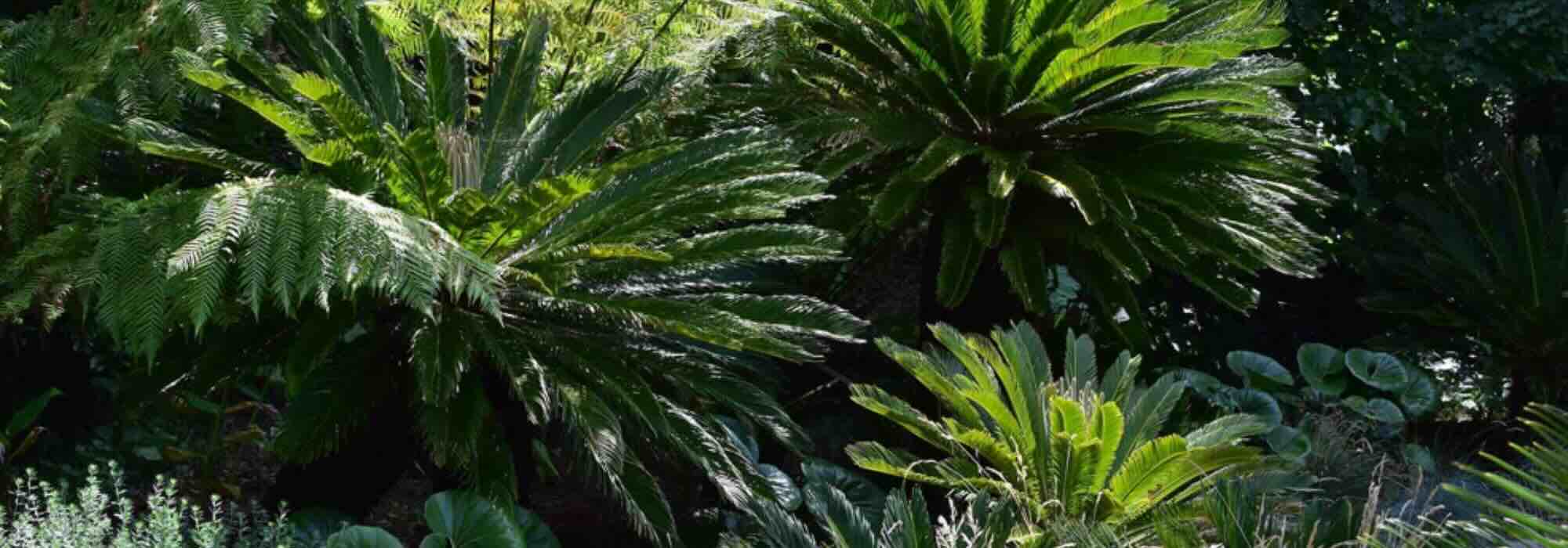 Exotic bushes with striking foliage: structure your garden with style