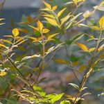 The Best Bushes for Partial Shade: Our Selection