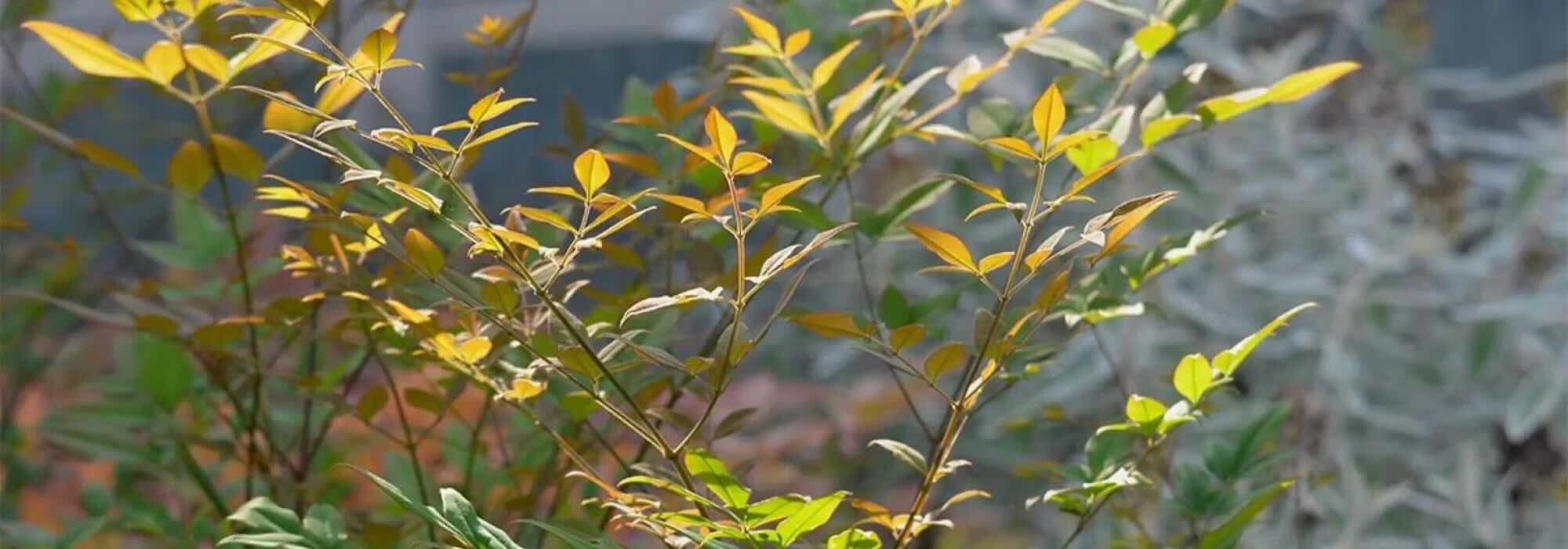 The Best Bushes for Partial Shade: Our Selection