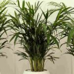 Areca: what care is required throughout the seasons?