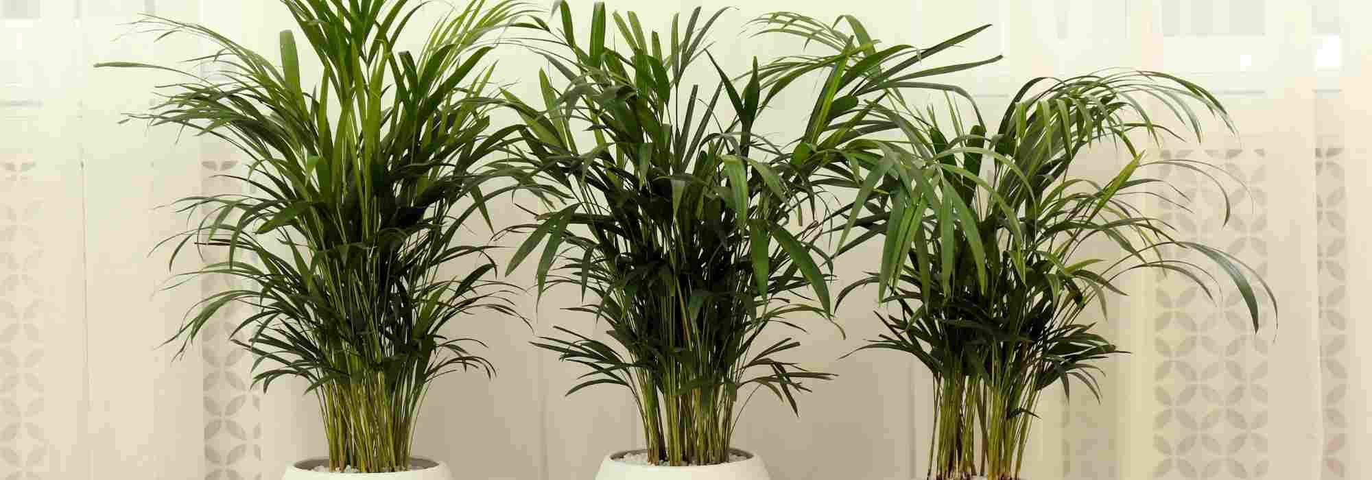 Areca: what care is required throughout the seasons?