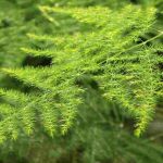 Indoor Asparagus Fern: How to Care for It Season by Season?