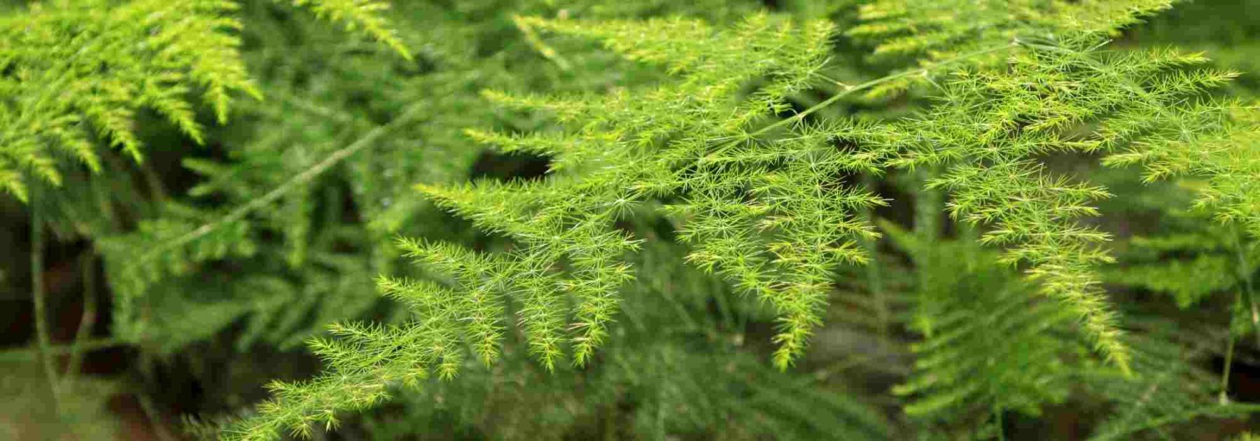 Indoor Asparagus Fern: How to Care for It Season by Season?