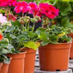 How to take cuttings from pelargonium or balcony geraniums?