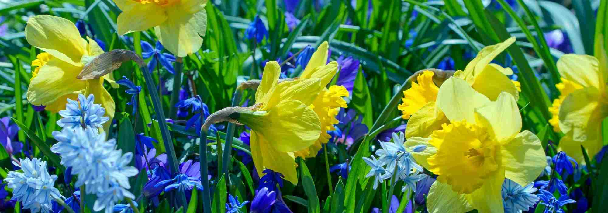 Go for these long-flowering bulbs!