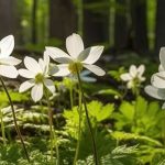 Brighten up shady spots with spring bulbs!