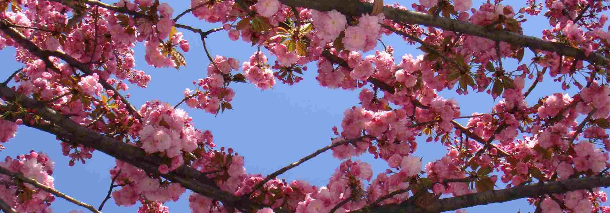 Which pink-flowering cherry trees to choose for an enchanting garden?