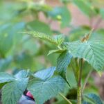 Raspberry leaves: health benefits, uses and properties