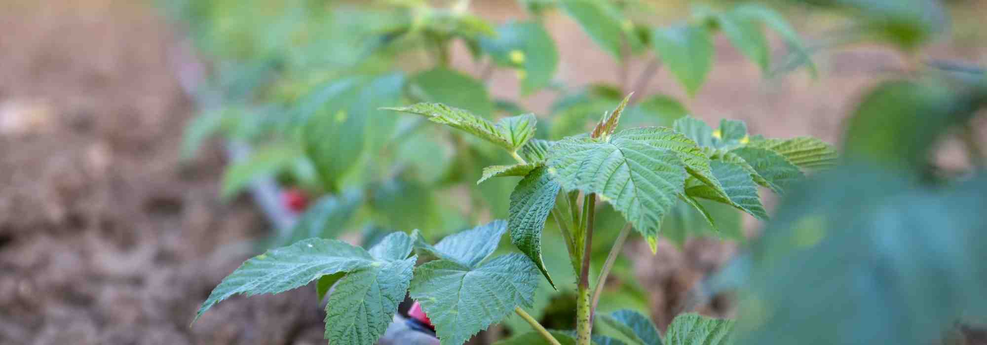 Raspberry leaves: health benefits, uses and properties