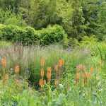 XXL Grasses: The Must-Have Varieties to Add Volume to Your Borders  

(Note: In British English, "graminées" is typically translated as "ornamental grasses" or simply "grasses" in gardening contexts, and "massifs" as "borders" or "flower beds". The title has been adapted to sound natural while keeping the original meaning.)