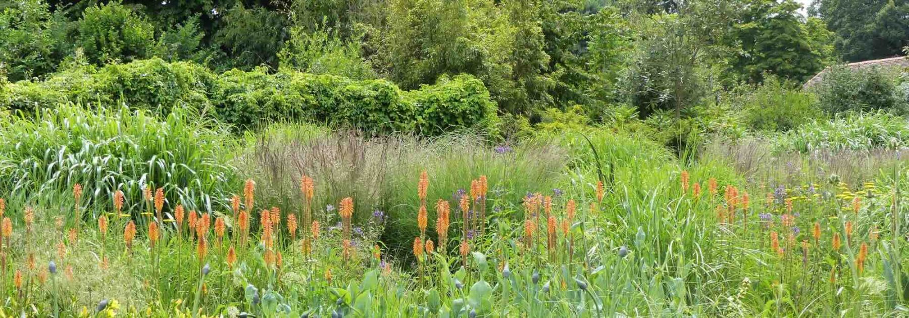 XXL Grasses: The Must-Have Varieties to Add Volume to Your Borders  

(Note: In British English, "graminées" is typically translated as "ornamental grasses" or simply "grasses" in gardening contexts, and "massifs" as "borders" or "flower beds". The title has been adapted to sound natural while keeping the original meaning.)
