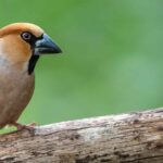 How to attract the hawfinch to your garden?