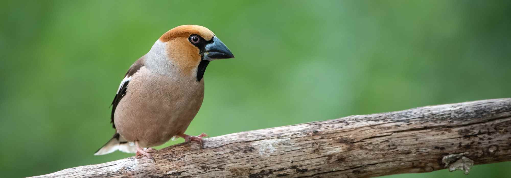 How to attract the hawfinch to your garden?