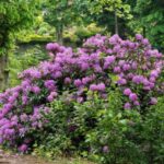 How to easily layer a rhododendron?