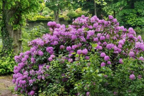 How to easily layer a rhododendron?
