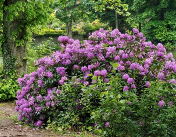 How to easily layer a rhododendron?