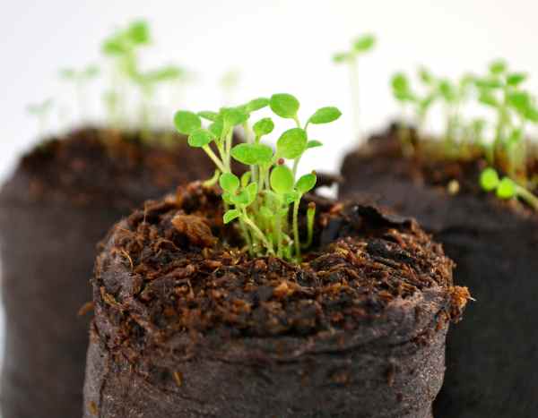I have just received my order of annual plug plants. What should I do?