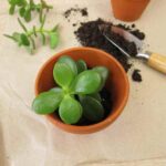 How to propagate Crassulas?
