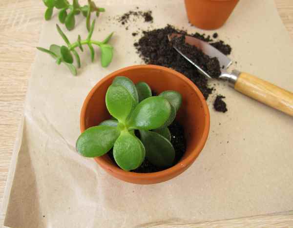 How to propagate Crassulas?
