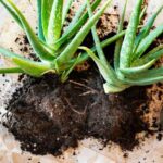 How to propagate aloe plants easily?