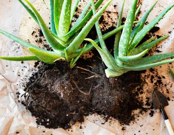 How to propagate aloe plants easily?