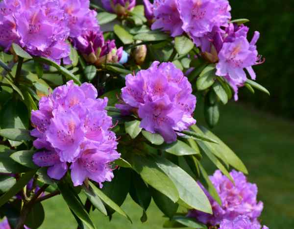 How to propagate rhododendron easily?