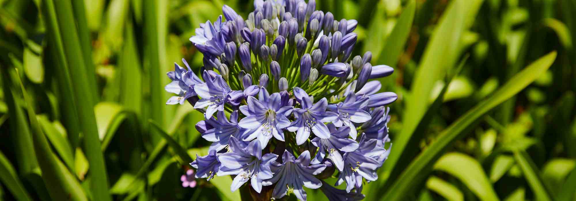 Plants that like to be root-bound