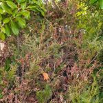 How to rejuvenate an old hedge?