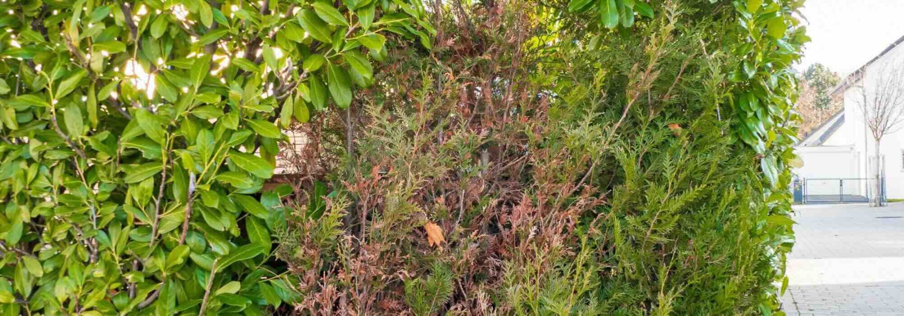 How to rejuvenate an old hedge?