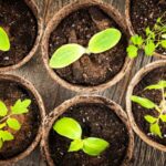Beginner Gardening: Succeed with Your First Sowing in 7 Easy Steps