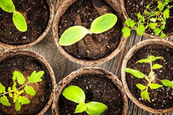 Beginner Gardening: Succeed with Your First Sowing in 7 Easy Steps