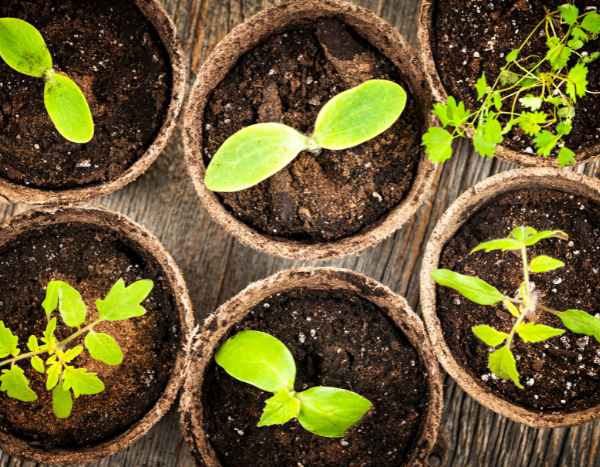 Beginner Gardening: Succeed with Your First Sowing in 7 Easy Steps