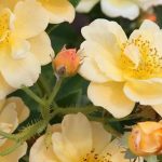 Yellow- and orange-flowered climbing roses to brighten up the garden!