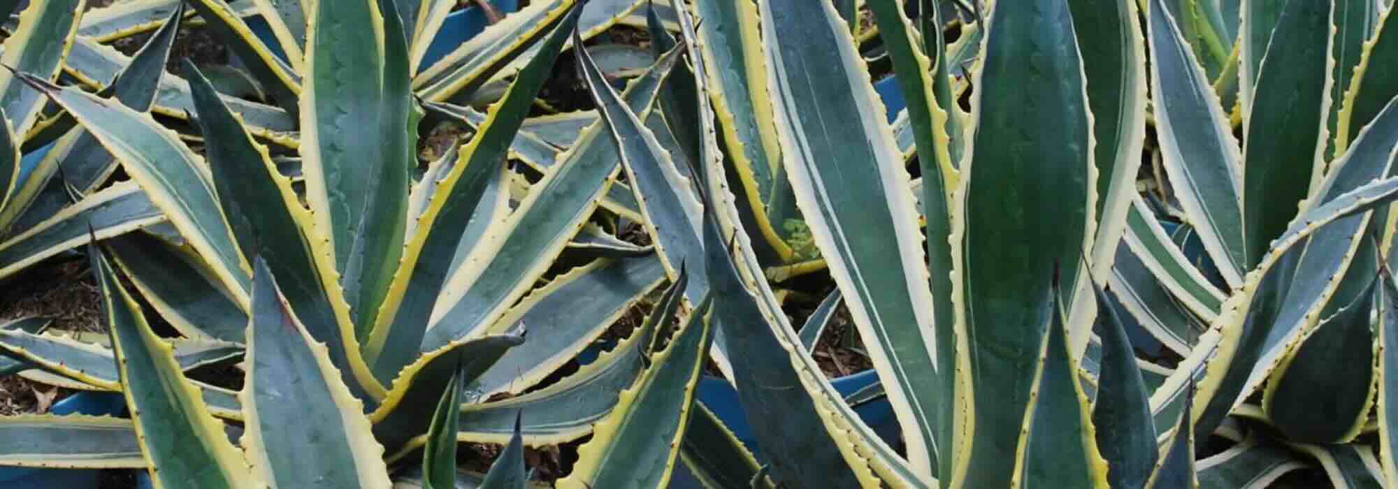 Invasive agaves: a practical guide to getting rid of them