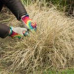 When and how to prune Upright Panic Grass or Panicum?