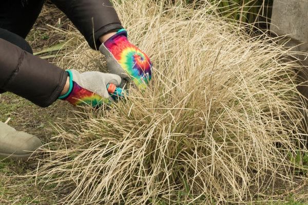 When and how to prune upright panic grass or Panicum?