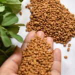 How to sow fenugreek?