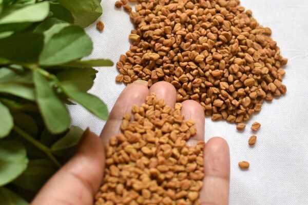 How to sow fenugreek?