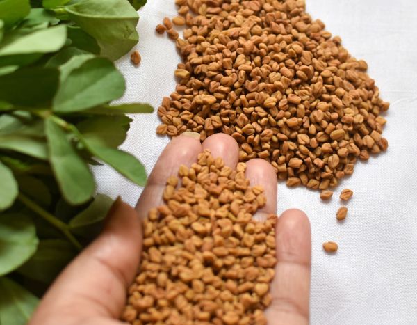 How to sow fenugreek?