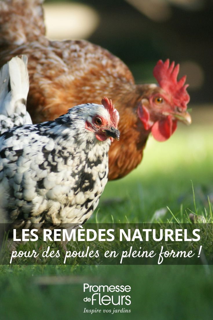 Embrace Natural Remedies for Healthy Hens (1) Naturally cared-for chickens