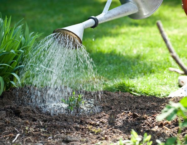 Beginner gardening: watering your plants effectively